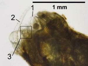 Фотография фекального комочка под микроскопом. Хорошо прослеживаются непереваренные части веслоногого рачка: плавательная нога (1), антенна (2) и ветвь вилкообразного хвоста (3). Фото с сайта http://sciencedaily.com
