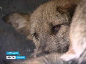 У бродячих собак появится регистрация. Фото: Вести.Ru