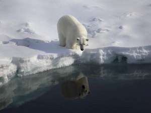 Арктика. Фото Greenpeace UK.