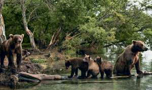 Бурые медведи на Камчатке. Фото: http://expert.ru