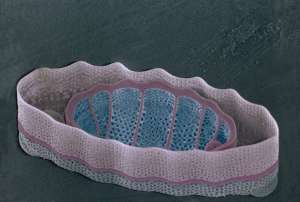 Планктонная водоросль диатомея (фото Jim Zuckerman).