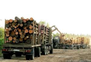 Около 20% леса в России заготавливается с нарушениями закона. Фото: WWF 