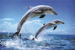 Дельфины. Фото: http://ukrlife.net