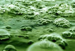 Биотопливо из водорослей. Фото: http://ecotechblog.ru