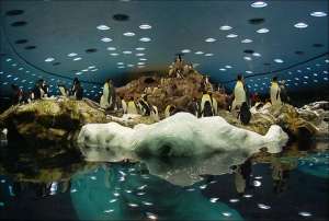 Пингвины на Тенерифе. Фото: http://www.ice-nut.ru