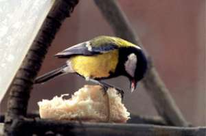 Покормите птиц зимой! Фото: http://gazeta.ru