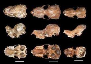 Окаменелые черепа летучих мышей. Фото: http://sciencedaily.com