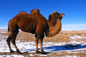 Двугорбые верблюды тысячелетиями приспосабливали свой обмен веществ к суровым условиям обитания. Фото с сайта http://science.compulenta.ru