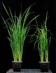 Дикий рис (слева) и рис, мутантный по гену XAX1 (справа), через 5 недель после высеивания. Фото с сайта sciencedaily.com