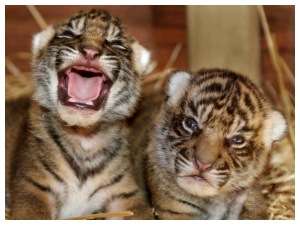 Амурские тигрята. Фото: http://krasnodarvseti.ru