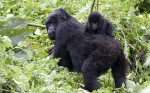 Горные гориллы. Фото: http://telegraph.co.uk/