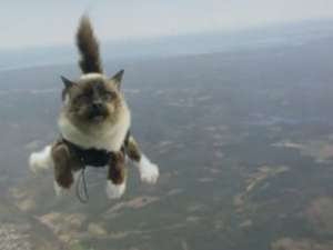Коты-скайдайверы прорекламировали страхование домашних животных. Фото: Вести.Ru