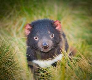 Для сохранения тасманийских дьяволов биологи при поддержке правительства начали программу по заселению здоровыми животными острова Марайи у восточного побережья Тасмании (фото Darran Leal).