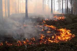 Лесной пожар. Фото: http://lesvesti.ru