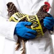 Вспышка птичьего гриппа началась в Австралии. Фото: kurs.ru