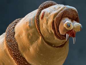 Личинка падальной мухи Calliphora vomitoria; сканирующая электронная микроскопия (изображение Eye of Science / SPL / Barcroft Media).