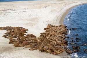 Моржи в Баренцевом море. Фото: WWF 