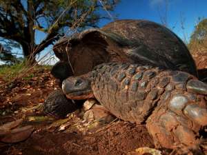 Галапагосские черепахи могут преодолевать большие расстояния. Фото: Институт Орнитологии Макса Планка