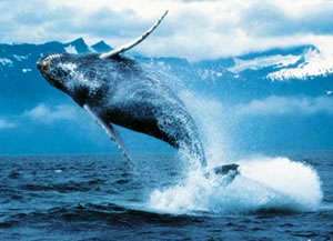 Синий кит в прыжке. Фото: http://darokeana.ru