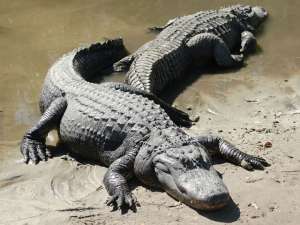Крокодилы. Фото с сайта vesti.ru 