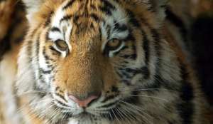 В Таиланде охотятся на тигров-людоедов. Фото: Голос России
