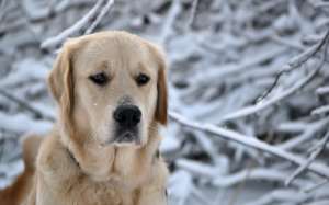 Собака зимой. Фото: http://oboi.ws