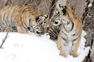 Амурские тигрята. Фото: http://dv.kp.ru