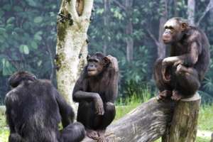 Новое исследование показало, что шимпанзе стремиться к увеличению степени доминирования. В частности, те, которые сформировали коалицию с самостоятельными особями, были наиболее успешными. Фото: © aieditor / Fotolia