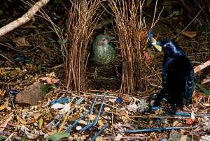 Брачный ритуал шалашников: самка внутри конструкции из прутьев и самец на площадке перед ней (фото Patricia Fogden).