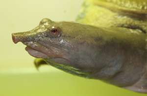 Голова китайского трионикса Pelodiscus sinenesis. Изображение с сайта turtlesandmoreturtles.blogspot.ca