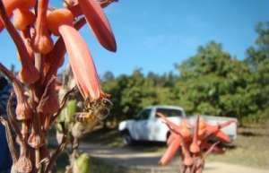 Урожай манго зависит от пчел. Фото: http://sciencedaily.com