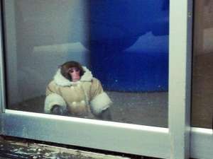 Сначала обезьянка в меховом пальто бегала по парковке, а потом пробралась в зал и стала подбегать к людям, &quot;крича что-то по-обезьяньи&quot;. Фото: http://newsru.com