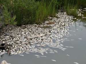 Массовая гибель рыбы. Фото: http://belonet.ru