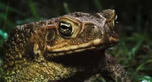 Тростниковая жаба в Австралии. Фото: http://nnm.ru