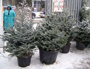 На Урале входят в моду живые елки в кадках – их можно использовать и после Нового года. Фото: &quot;Новый Регион&quot;