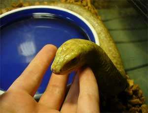 В преддверии года Змеи фонд защиты животных призывает челябинцев пожалеть рептилий. Фото: Новый Регион