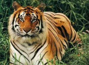 Бенгальский тигр. Фото: http://hellokids.com