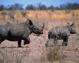 Носороги в Африке. Фото: http://zooclub.ru