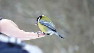 Покормите птиц зимой... Фото: http://www.povodok.ru
