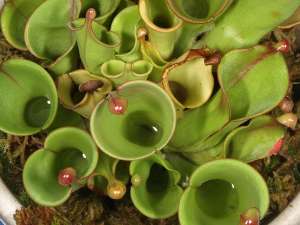 Кувшины-ловушки хищных растений рода Heliamphora. Фото из материалов авторов исследования