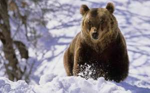 Медведь. Фото: http://lentaregion.ru