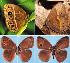 Сезонный диморфизм у бабочек Bicyclus anynana. А — самка WS (дождливый сезон), B — самка DS (сухой сезон), C — самка WS, D — самец WS, E — самка DS, F — самец DS. Изображение из обсуждаемой статьи в Science