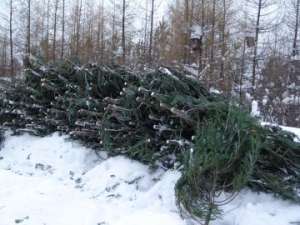 В Приморье банда «черных лесорубов» уничтожила 700 пихт и елей. Фото: http://greenpressa.ru