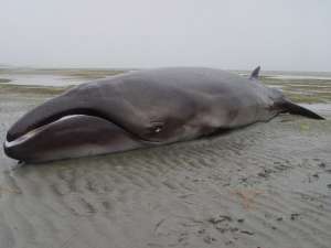 В Новой Зеландии на берег выбросило карликового кита, которого до недавнего времени ученые считали вымершим миллионы лет назад. Фото: http://www.otago.ac.nz/