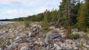 Экологи из Канады выкупили участок тайги у лесопромышленников за $14 миллионов. Фото: cbc.cа