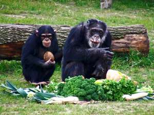 Шимпанзе склонны делиться пищей поровну. (Фото patries71.)