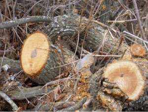 Вырубка леса. Фото: http://kavkaz-uzel.ru