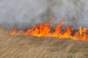 Экологи попросят Путина запретить сжигание сухой травы. Фото: http://greenpressa.ru