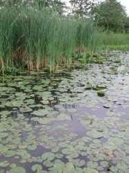 Искусственно восстановленное болото в Великобритании. Фото: http://sciencedaily.com