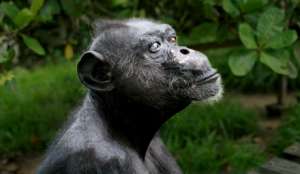 В США подопытных шимпанзе отправят на пенсию. Фото EPA с сайта &quot;Голос России&quot;